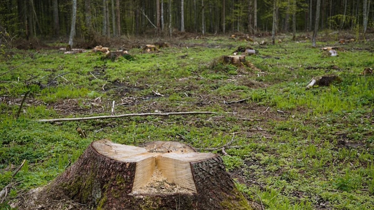 Tragedia podczas wycinki drzew 