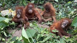 Małe orangutany porzucone w lesie. "Zjawisko na ogromną skalę"