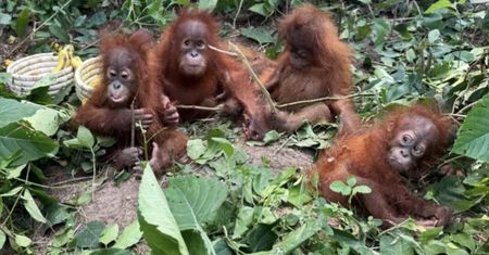 Małe orangutany porzucone w lesie. "Zjawisko na ogromną skalę"