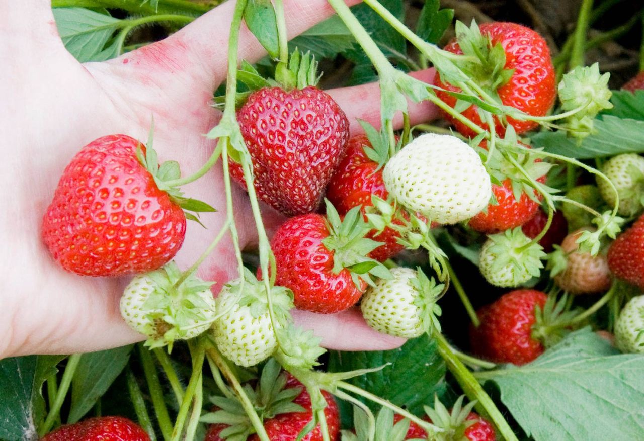 Summer's treat with a side of caution: The hidden dangers of strawberries