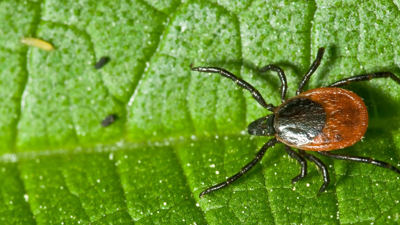 "Oko byka" jest objawem choroby. Zobacz, dlaczego jest niebezpieczne