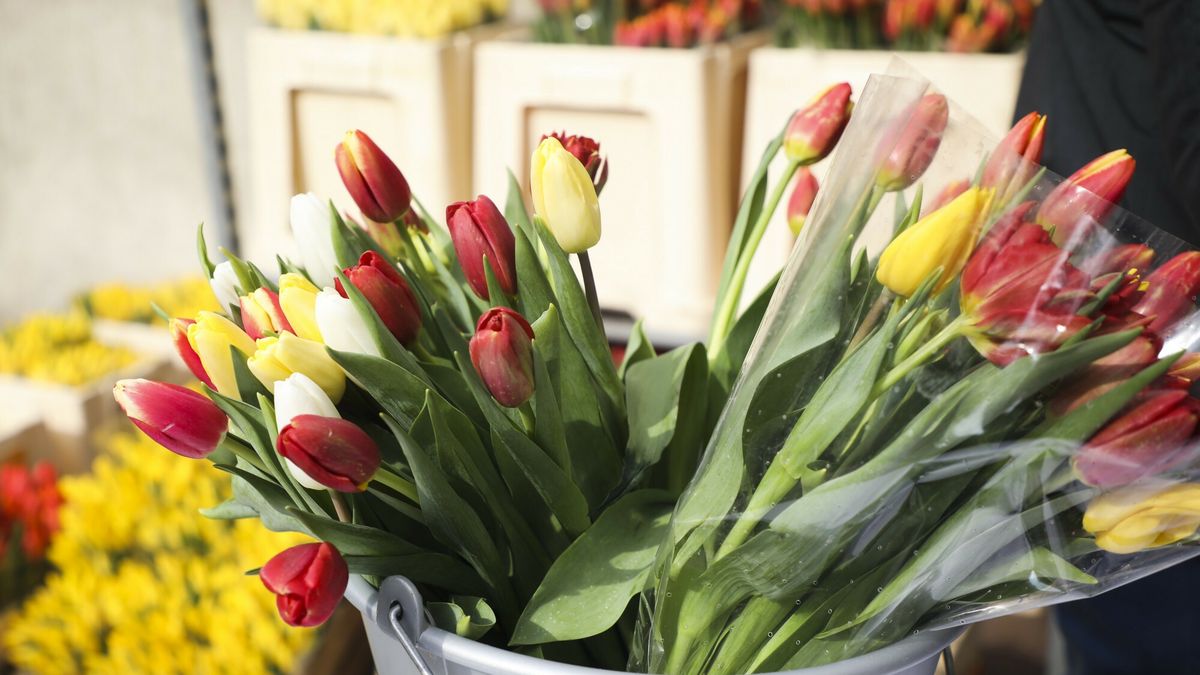 Jak przedłużyć życie tulipanów?