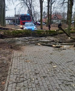 Wypadek w Kujawsko-Pomorskiem. Na 12-latkę spadło drzewo