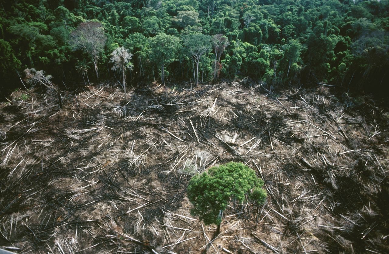 20 proc. państw na świecie jest zagrożone upadkiem ekosystemów. Najnowsze badanie - Wylesianie Amazonii