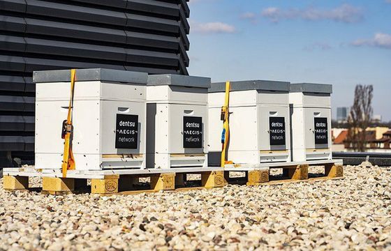 Dentsu postawiła pasiekę na dachu swojego biura