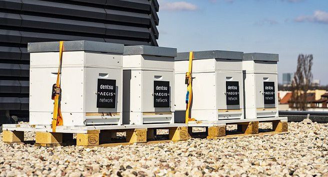 Dentsu postawiła pasiekę na dachu swojego biura