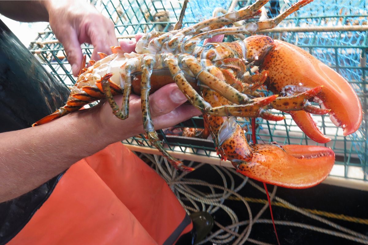 Pomarańczowe "cuda natury". Dwa rzadkie okazy znaleziono w supermarketach