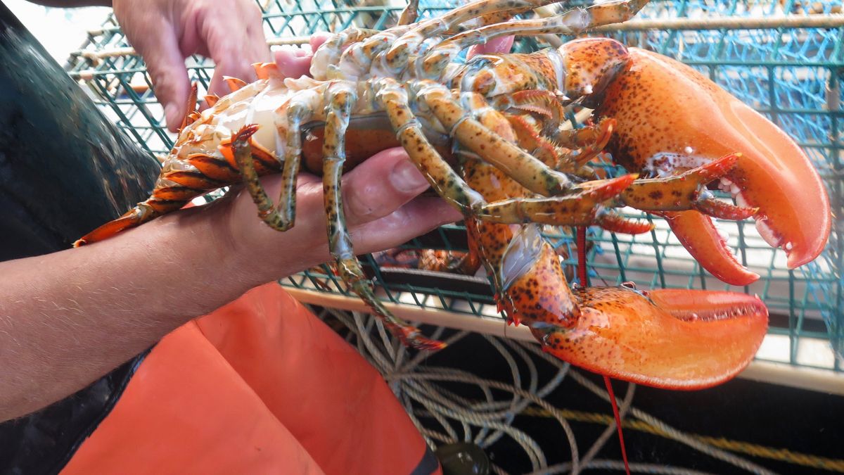 Dwa rzadkie okazy znaleziono w supermarketach