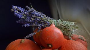Jesień to ostatni dzwonek, by zadbać o lawendę. Dzięki tym zabiegom rozkwitnie na lato