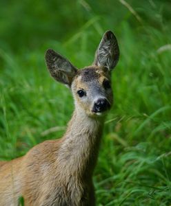 Warszawa. Samochód potrącił sarnę. Ma obrażenia nogi