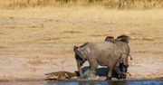 Słoń kontra krokodyl. Dramatyczne nagranie z safari