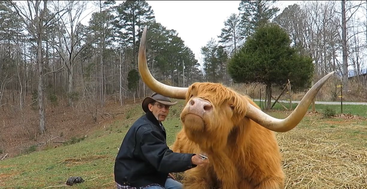 Filmik z farmerem szczotkującym szkocką krowę wyżynną podbija internet