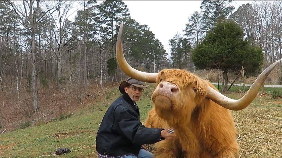 Filmik z farmerem szczotkującym szkocką krowę wyżynną podbija internet 1