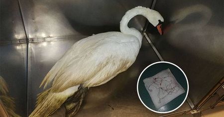 Lublin: Łabędź zaplątany w żyłkę. Pomogli strażnicy miejscy