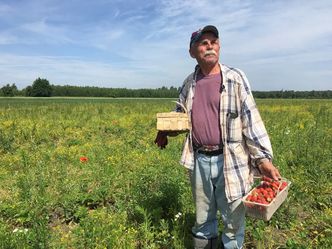Truskawkowy Dziadek kończy z truskawkami. Plantacji w Polsce z roku na rok ubywa
