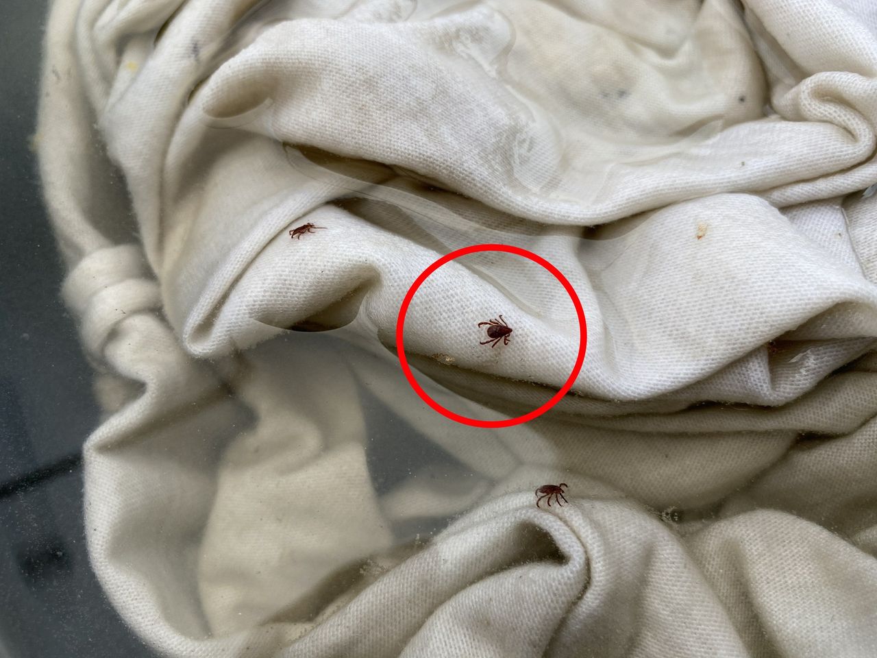 Wylęgarnia kleszczy w domu. Tam najczęściej składają jaja