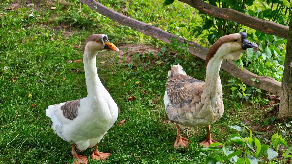 Gęsi Bastion zostaje