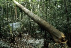 Pierwsze porozumienie na szczycie COP26. Ma powstrzymać wylesianie planety