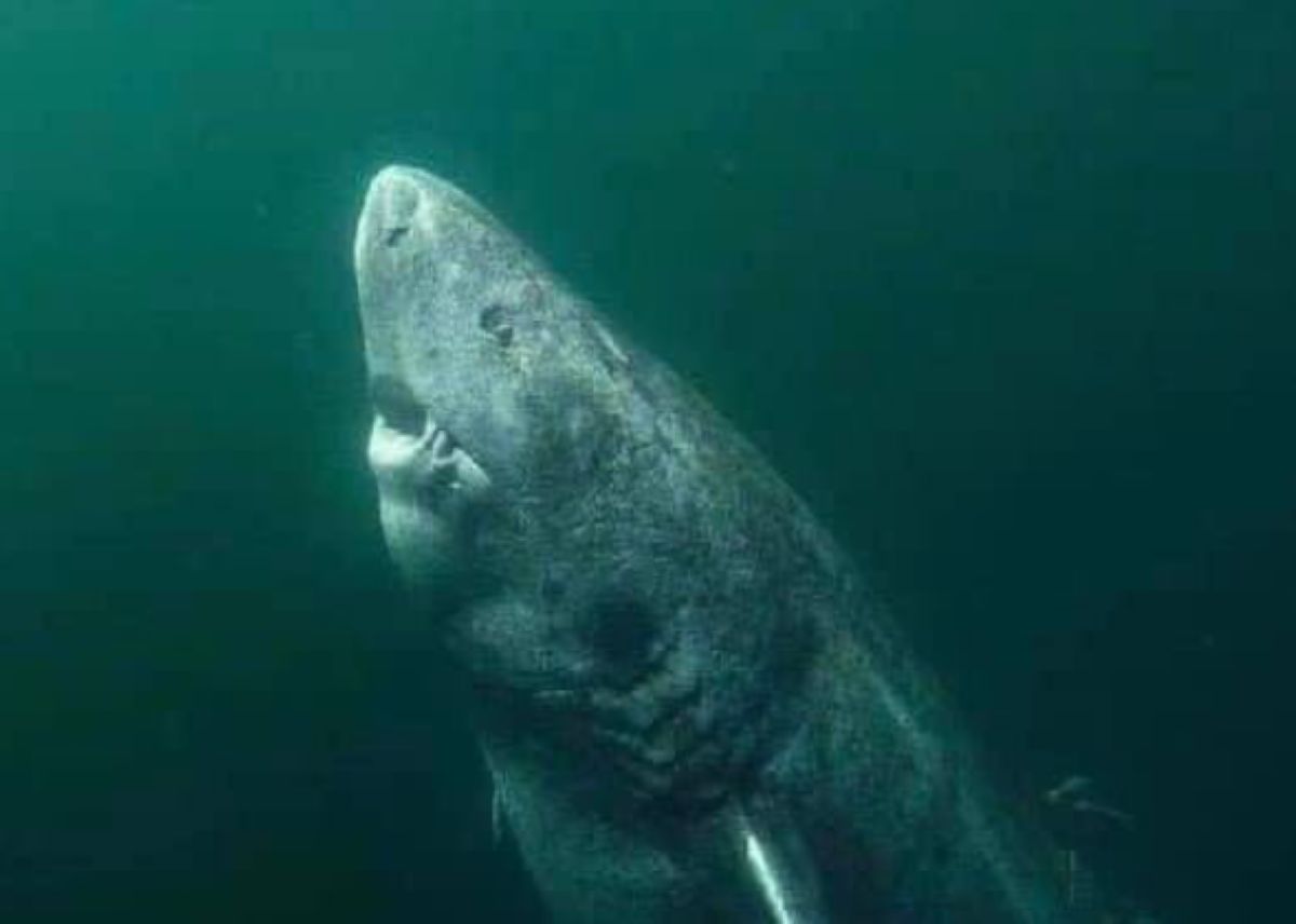 Długowieczność rekinów grenlandzkich. Tajemnica coraz bliżej odkrycia