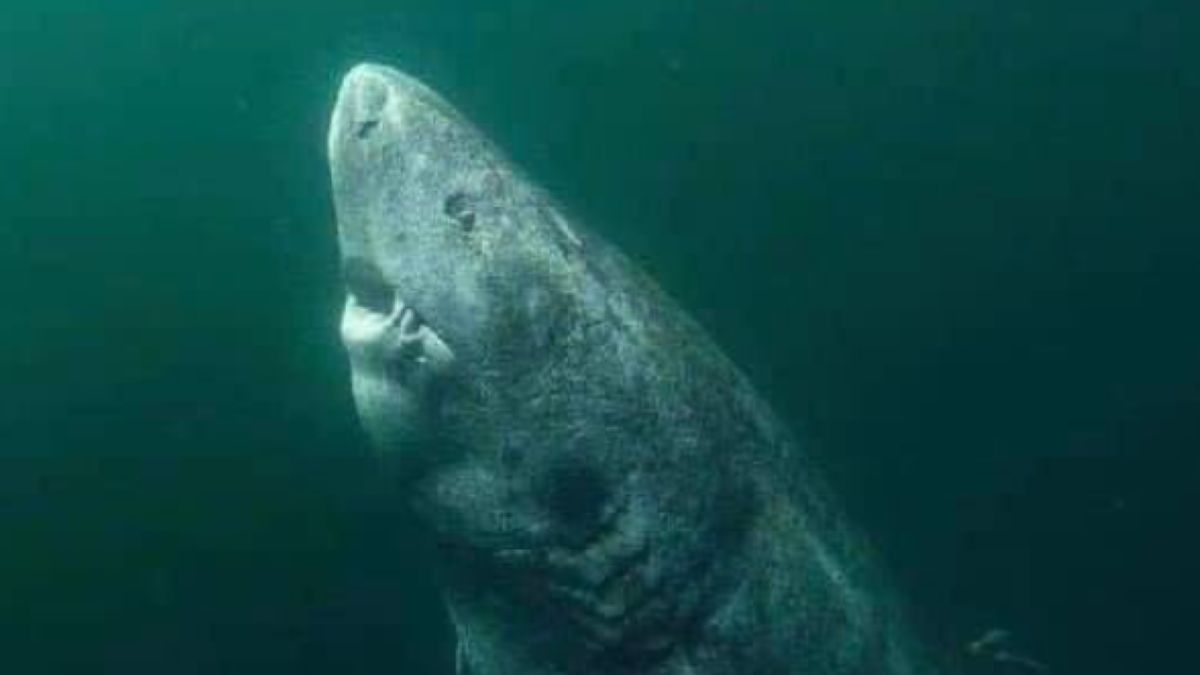 Rekin grenlandzki, który ma 392 lata.