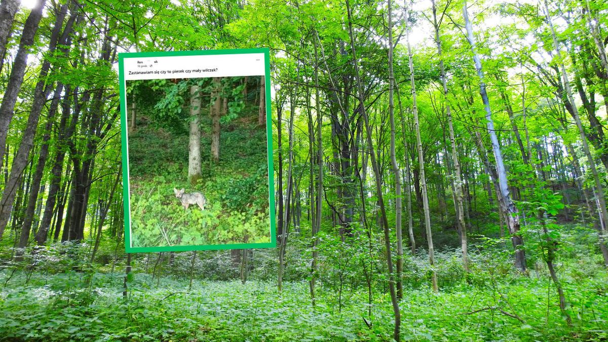 Co to za zwierzę? Kobieta miała niezłą zagwozdkę