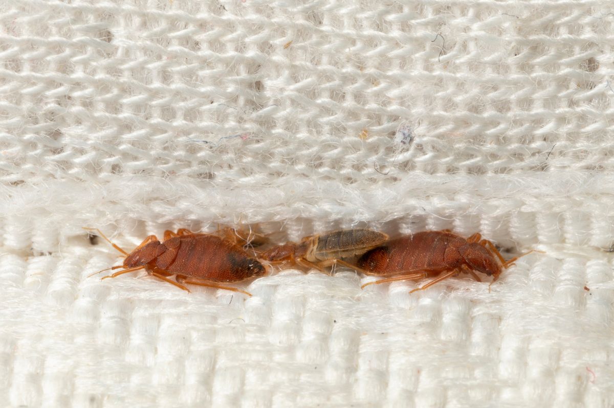 How to recognise bed bugs?