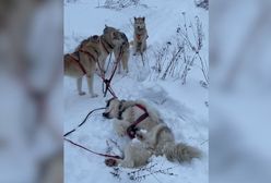 Drzemka psów husky podczas trasy. Zabawne nagranie podczas jazdy psim zaprzęgiem