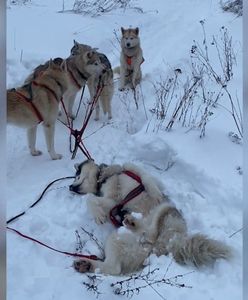 Drzemka psów husky podczas trasy. Zabawne nagranie podczas jazdy psim zaprzęgiem