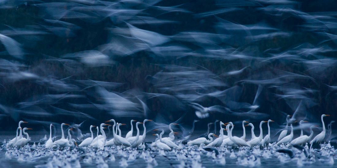 Praca polskiego fotografa - Mateusza Piesiaka prezentuje dynamiczną scenę przelotu ptaków nad głowami osiadłego stada. Zimna kolorystyka tła genialnie łącyz się z bielą zwierząt.