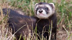 Fretka - cena, pielęgnacja, choroby