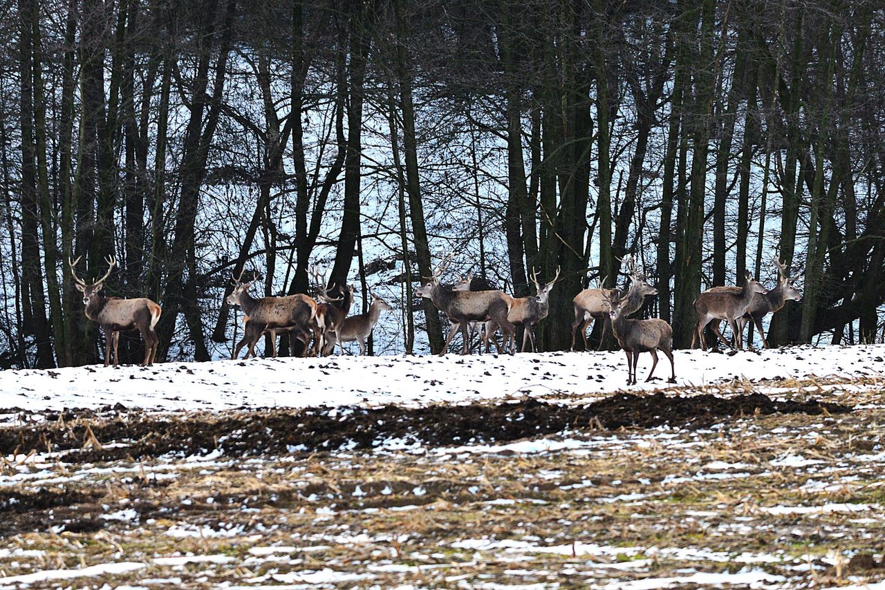 Szedł do pracy. I nagle taki widok. "Chmara"