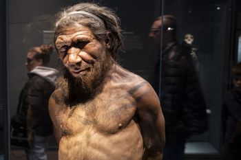 Neandertalczycy polowali na żółwie. Naukowcy ujawniają zaskakujący powód