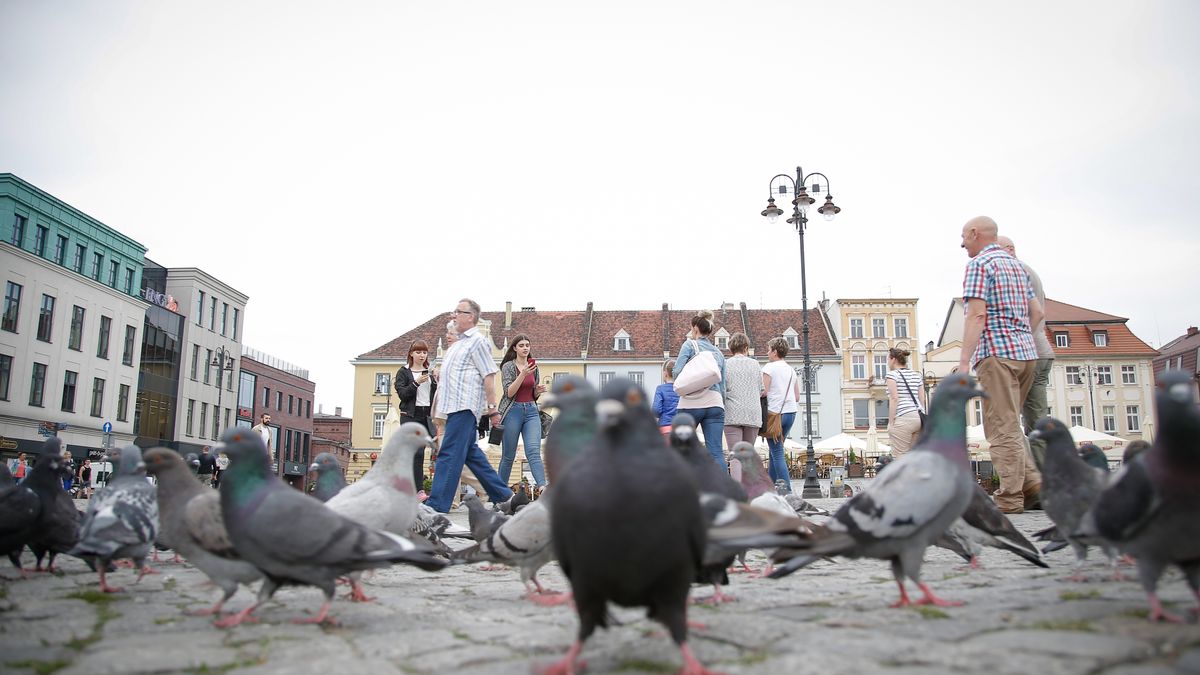 Ptaki boją się kobiet bardziej niż mężczyzn? Naukowcy nie wiedzą dlaczego