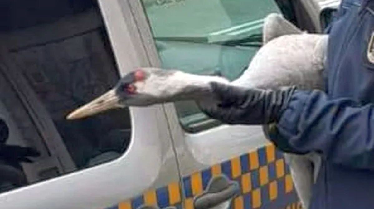 Warszawa: Wyczerpany żuraw wylądował w środku miasta