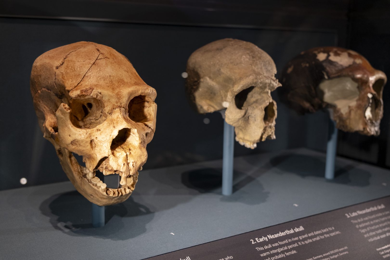 Gdzie żył i umarł ostatni neandertalczyk? Naukowcy wskazują