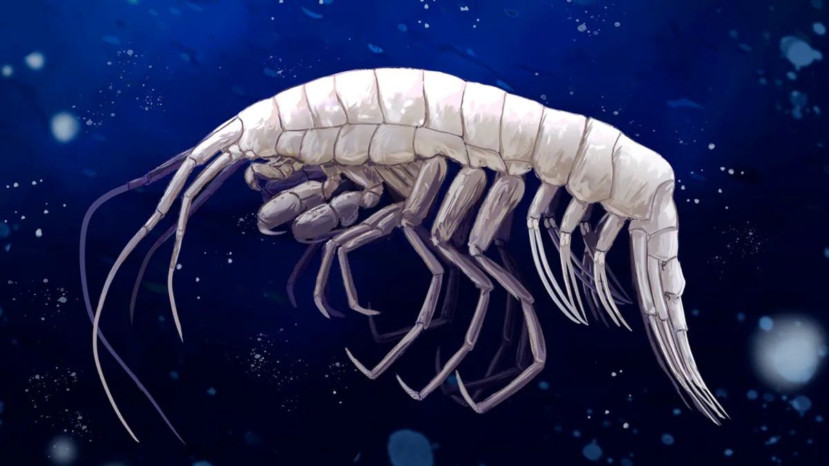 New predatory crustacean discovered in ocean's darkest depths