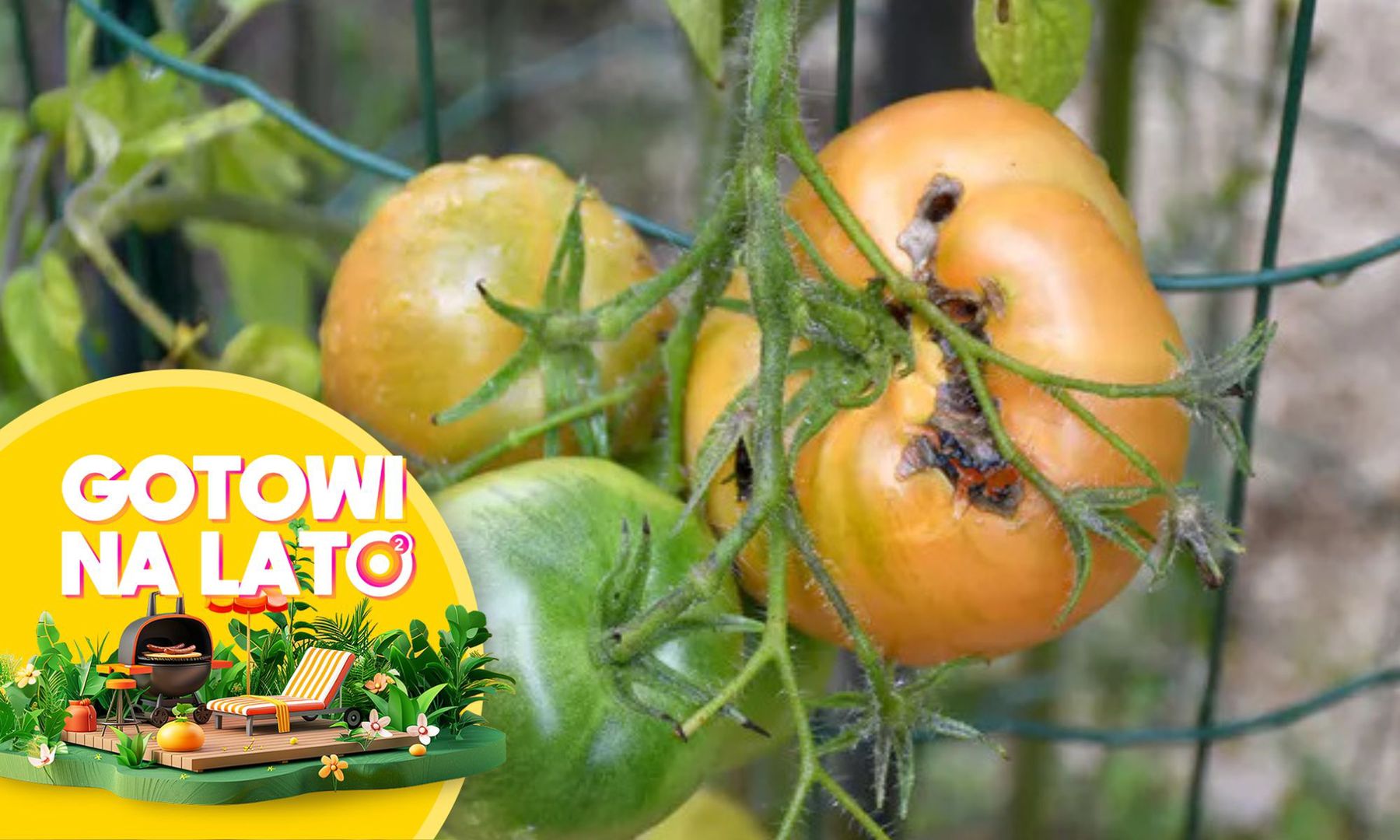 Zagotuj i pryśnij na pomidory. Po mszycach nie będzie śladu
