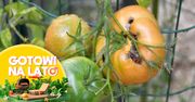 Zagotuj i pryśnij na pomidory. Po mszycach nie będzie śladu