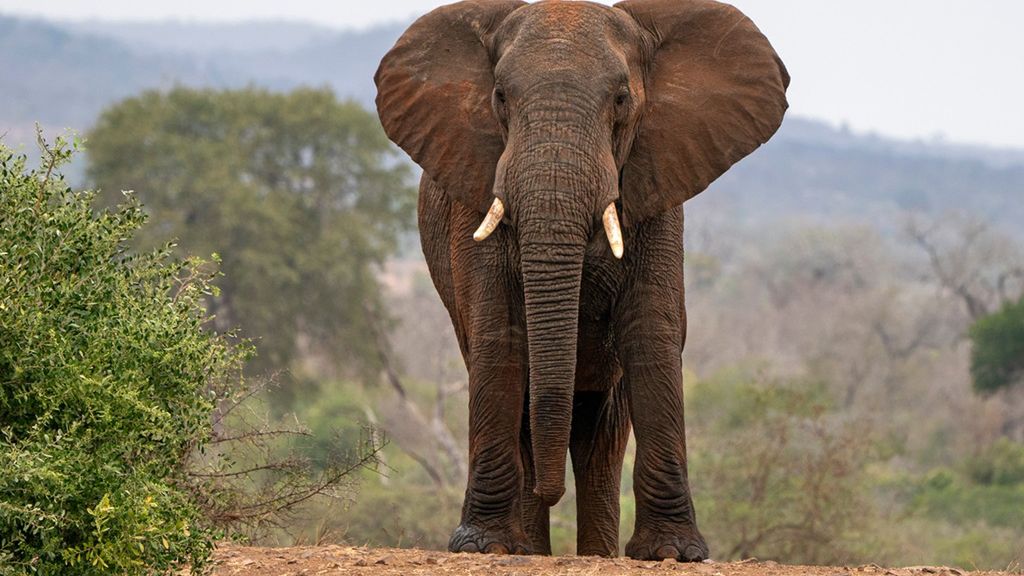 Słoń afrykański jest jednym z gatunków zagrożonych wyginięciem