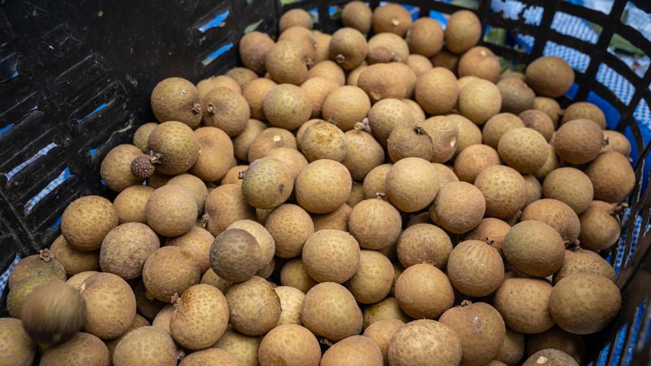 Longan – egzotyczny owoc pełen witamin, który warto spróbować