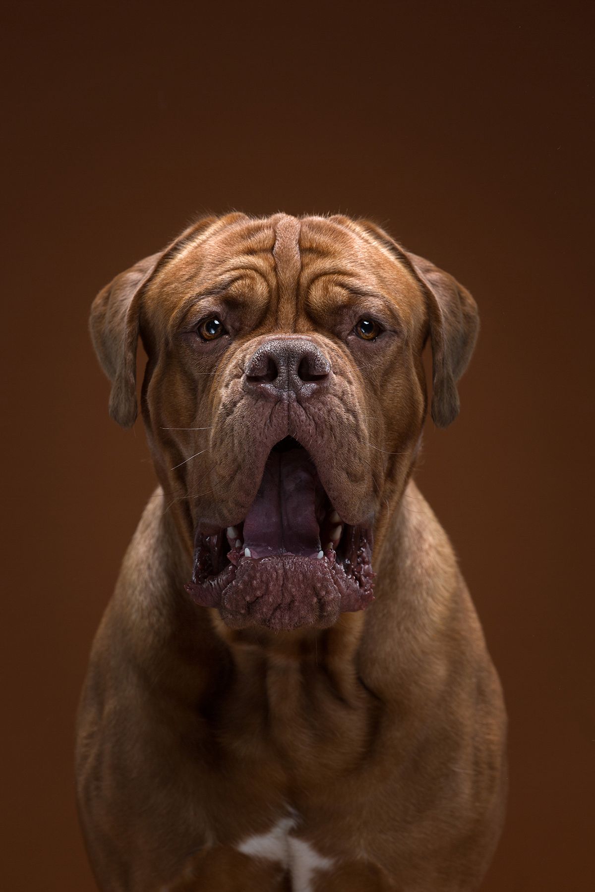 ”The Dog Show” (”Psie Show”) to projekt fotograficzny, w którym artyści starają się przedstawić ludzkie cechy, które zaobserwowali u różnych psów. Seria prezentuje szerokie spektrum wszelakich emocji – znudzenie, zainteresowanie, radość, zdziwienia i inne. Faktycznie można się w niektórych portretach dopatrzeć czegoś ludzkiego.