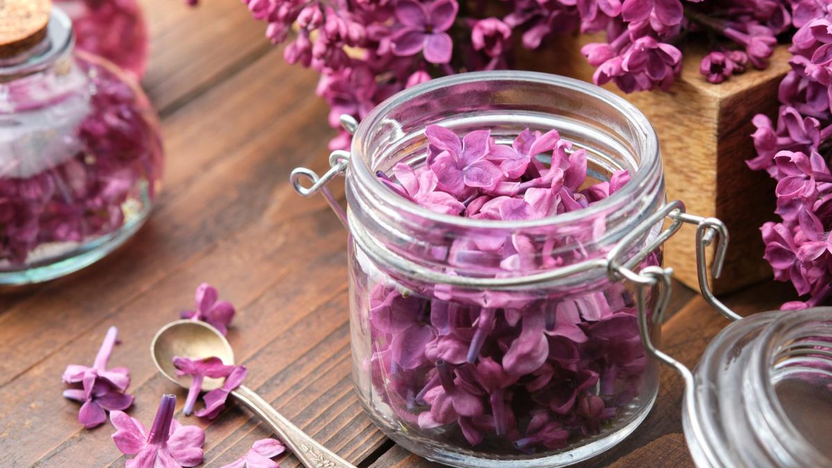 Jakie właściwości ma bez? Olejek z jego kwiatów wzmacnia żyły i wspomaga żylaki