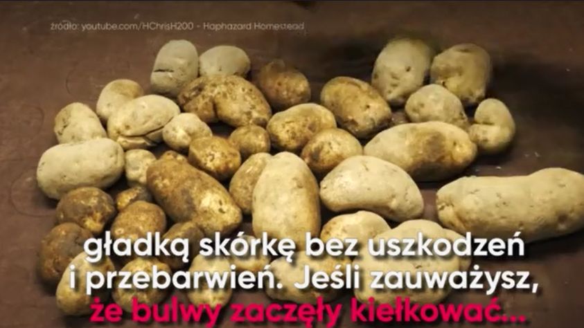 Poznaj kilka ciekawostek o ziemniakach 