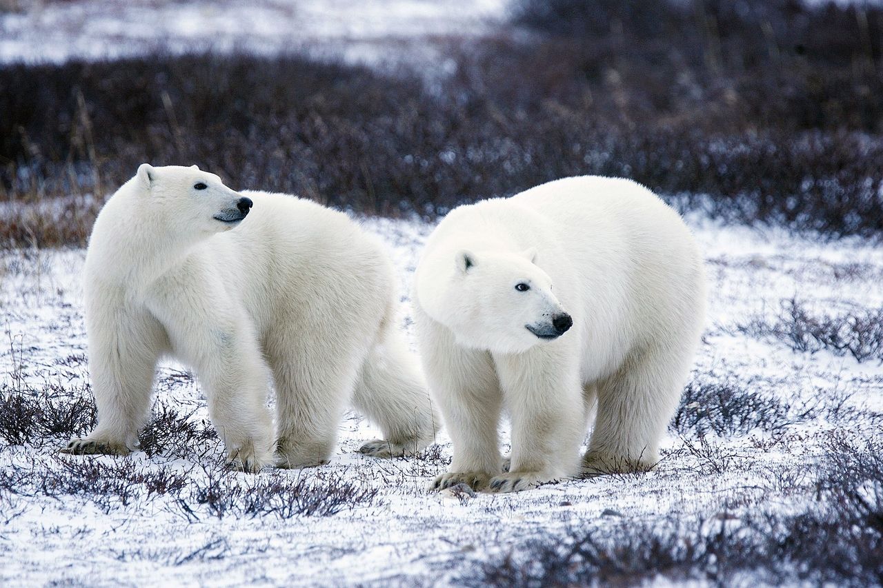 Fotograf kontra niedźwiedź polarny. Na szczęście nikt nie ucierpiał