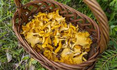 Wysyp pieprznika. Grzybiarze mogą zacierać ręce