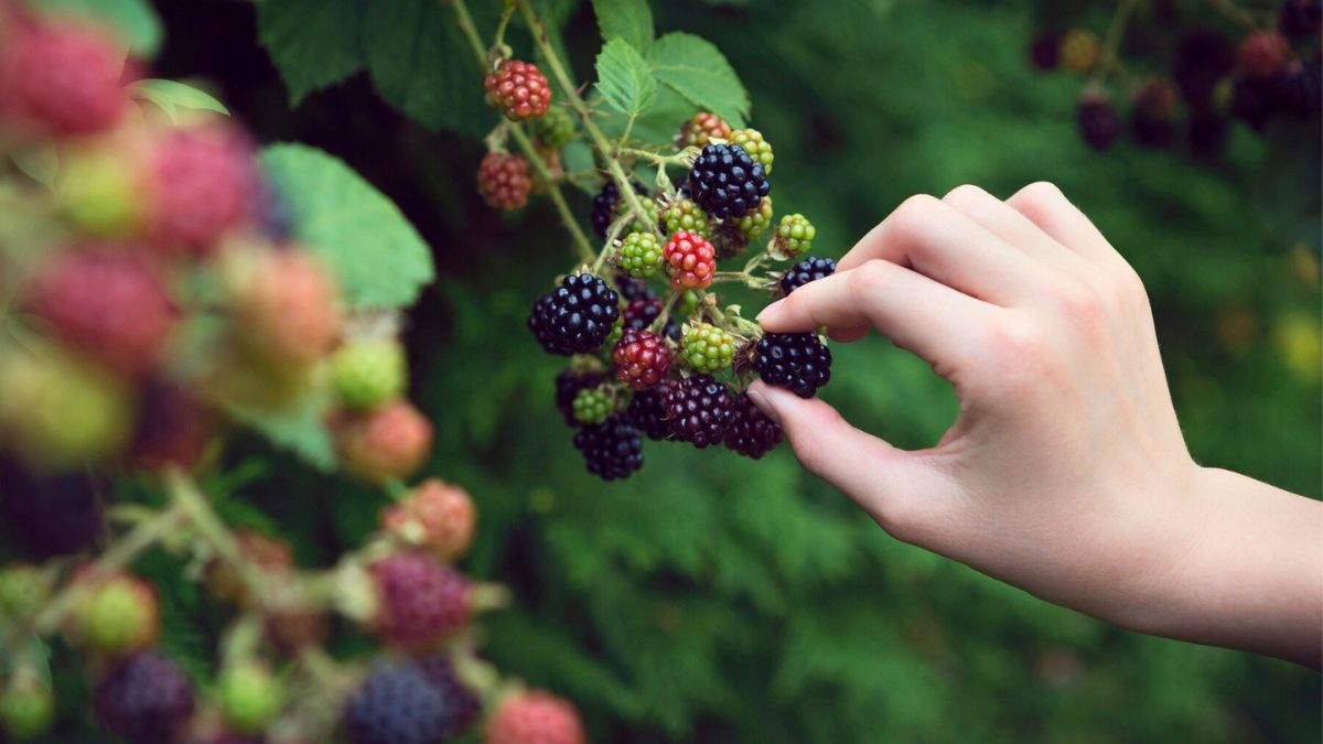 Kobieta zrywa jeżyny