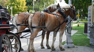 Widowiskowe Świętokrzyskie Zawody Furmanów w Radkowicach, w gminie Pawłów. Odbędą się w sobotę 4 lipca
