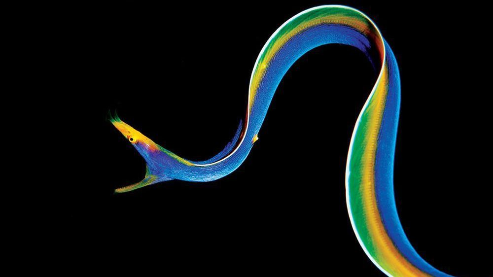 Laureaci Underwater Photo Contest odkrywają przed nami ogrom piękna podwodnych głębin 1