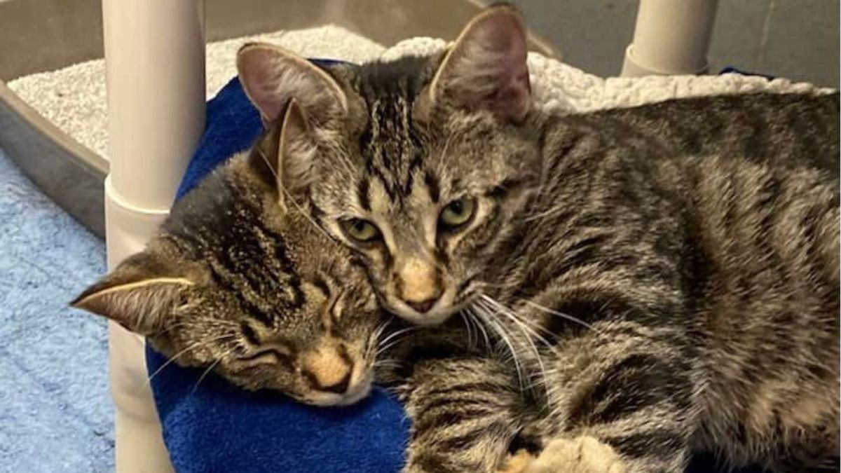 Zdjęcie “dwugłowego” kota zrobiło furorę na Facebooku 