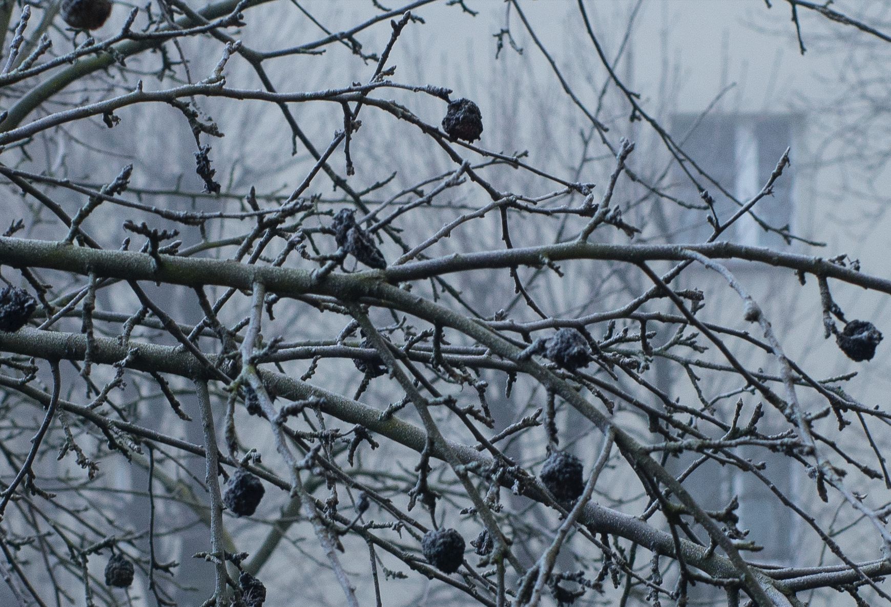 Voigtländer VM 50 mm f/1.1 Nokton - bardzo jasna pięćdziesiątka, która kreuje własną rzeczywistość [test] 49